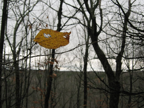 last leaf